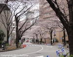 sakura2011_02d.jpg