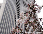 sakura2011_02e.jpg