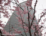 sakura2011_02f.jpg