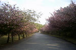八重桜並木