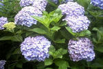 あじさい