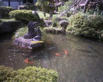 鯉の池