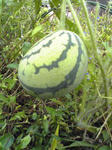 季節外れスイカ