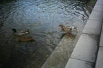 湯村温泉の河原の鴨