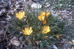 3月13日朝のクロッカス