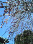 3月24日シダレ桜のツボミ