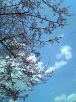 3月26日の開花寸前の桜
