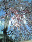 3月26日の開花寸前のシダレ桜