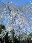 3月28日のシダレ桜