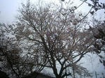 3月30日の桜