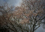 3月31日の桜