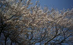 4月1日の桜