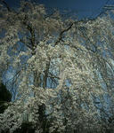 4月1日のシダレ桜