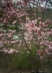 播磨中央公園の山桜