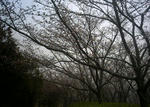 播磨中央公園の桜の園