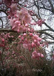 播磨中央公園のシダレ桜のアップ