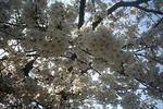姫路城の桜１