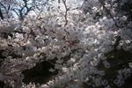 姫路城の桜３