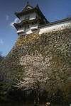 姫路城の城壁の下の桜