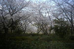 姫路城の桜並木