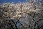 姫路城有料ゾーンの桜１
