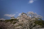 姫路城有料ゾーンの桜２