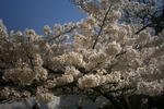 姫路城有料ゾーンの桜３