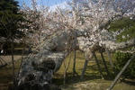 姫路城有料ゾーンの大木の桜
