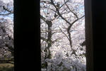姫路城百間廊下からの桜1