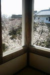 姫路城百間廊下からの桜３