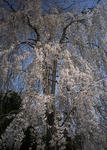 4月6日午前の枝垂桜