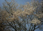 4月6日午前の桜