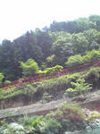 保津川下り(トロッコ)