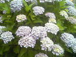 青アジサイ全体