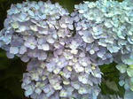 青アジサイのアップ