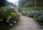 アジサイ並木2(山崎花菖蒲園)