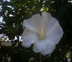 むくげ（正面）