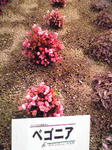ベゴニア