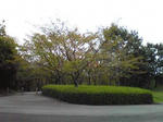 播磨中央公園桜の園