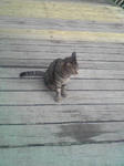 公園の捨て猫1