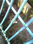 公園の捨て猫2