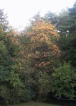 播磨中央公園の紅葉した木