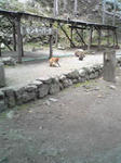 船越山のおサル2