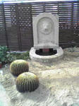 サボテン２