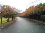 播磨中央公園八重桜並木