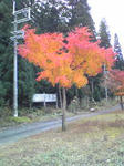 戸倉峠の手前のもみじ