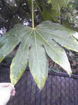 ヤツデの葉