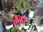 サンルーム（シクラメン）