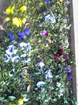 パンジーの花壇