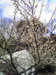 綾部山梅林の梅（薄いピンク）